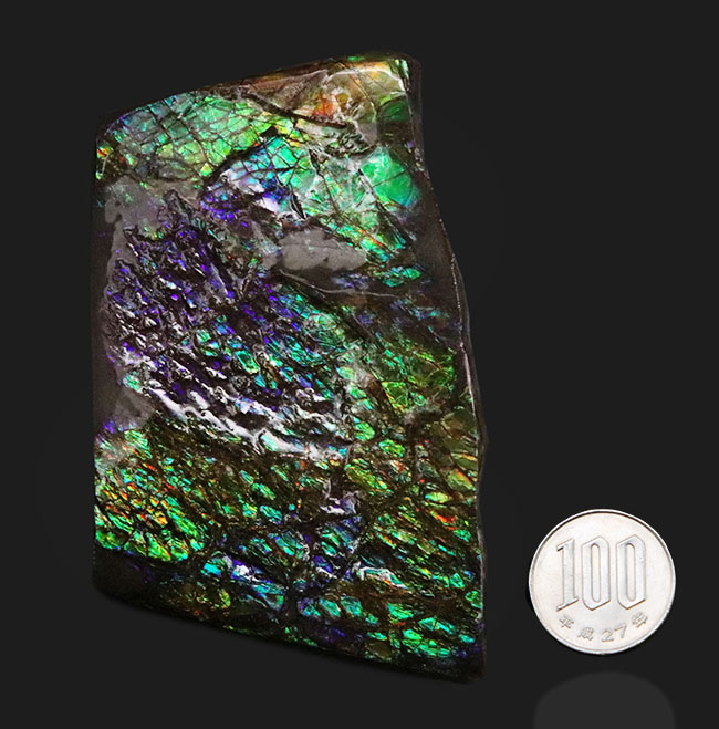 希少色、パーブルを呈するゴージャスなアンモ”ラ”イト(Ammolite)の大型ピース(その10)