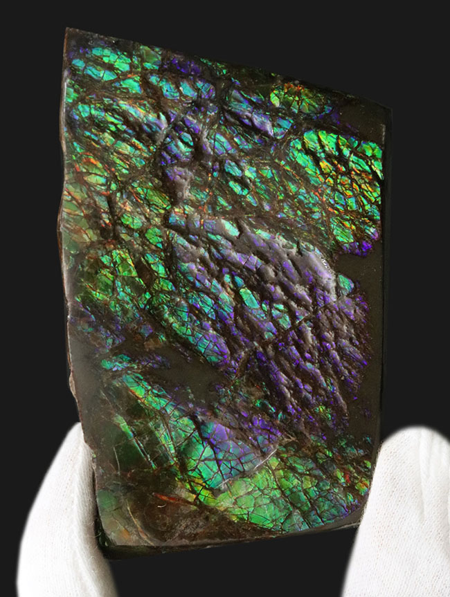 希少色、パーブルを呈するゴージャスなアンモ”ラ”イト(Ammolite)の大型ピース(その2)