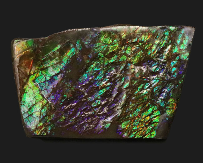 希少色、パーブルを呈するゴージャスなアンモ”ラ”イト(Ammolite)の大型ピース(その3)