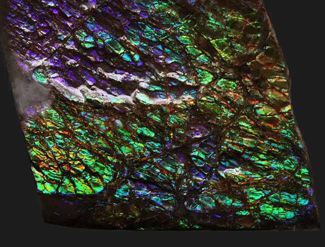 希少色、パーブルを呈するゴージャスなアンモ”ラ”イト(Ammolite)の大型ピース(その4)