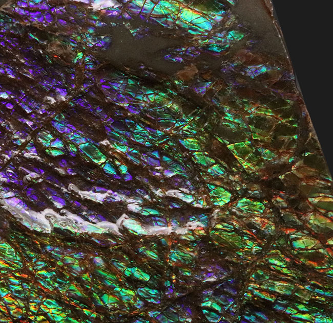 希少色、パーブルを呈するゴージャスなアンモ”ラ”イト(Ammolite)の大型ピース(その5)