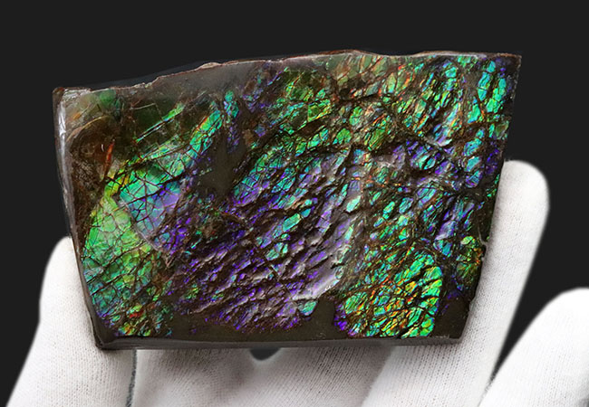 希少色、パーブルを呈するゴージャスなアンモ”ラ”イト(Ammolite)の大型ピース(その6)