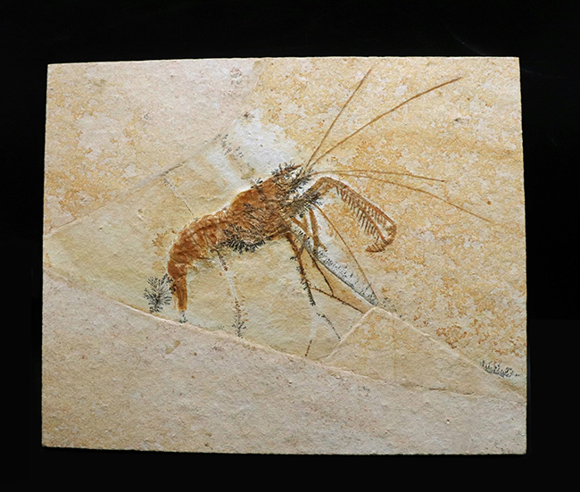 ビッグサイズ&レア!約1億5500万年前の地層から発見された、世界的な化石の名産地、ドイツ・ゾルンホーフェン産のエビ、エーガー・ティプラリウス(Aeger tipularius)の高品位化石(その1)