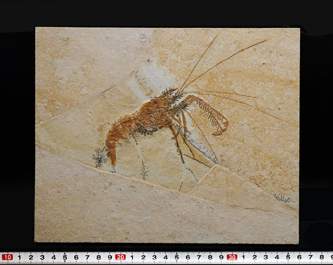 ビッグサイズ&レア!約1億5500万年前の地層から発見された、世界的な化石の名産地、ドイツ・ゾルンホーフェン産のエビ、エーガー・ティプラリウス(Aeger tipularius)の高品位化石(その10)