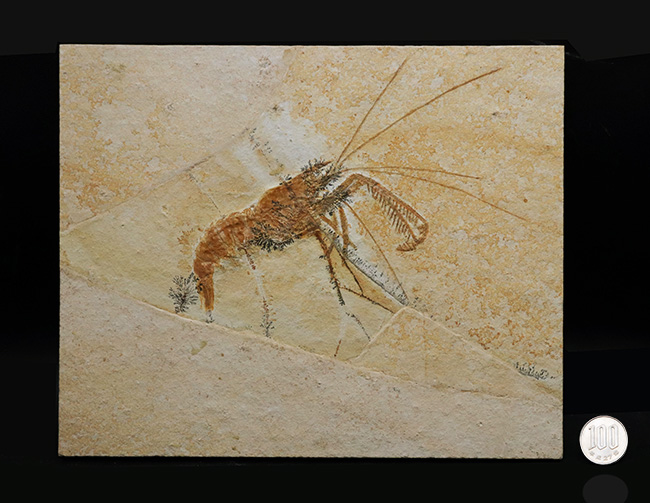 ビッグサイズ&レア!約1億5500万年前の地層から発見された、世界的な化石の名産地、ドイツ・ゾルンホーフェン産のエビ、エーガー・ティプラリウス(Aeger tipularius)の高品位化石(その11)
