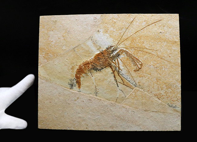 ビッグサイズ&レア!約1億5500万年前の地層から発見された、世界的な化石の名産地、ドイツ・ゾルンホーフェン産のエビ、エーガー・ティプラリウス(Aeger tipularius)の高品位化石(その2)