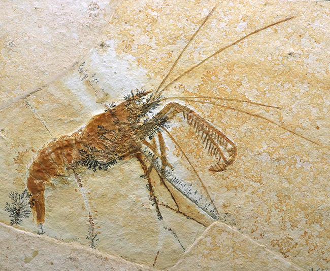 ビッグサイズ&レア!約1億5500万年前の地層から発見された、世界的な化石の名産地、ドイツ・ゾルンホーフェン産のエビ、エーガー・ティプラリウス(Aeger tipularius)の高品位化石(その3)