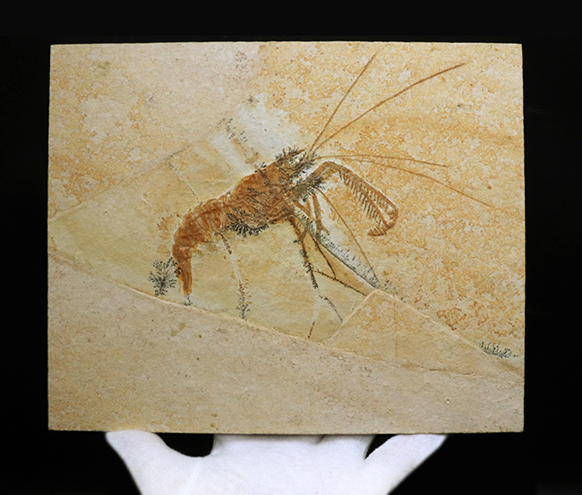 ビッグサイズ＆レア！約1億5500万年前の地層から発見された、世界