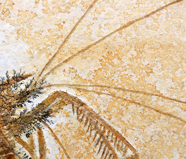 ビッグサイズ&レア!約1億5500万年前の地層から発見された、世界的な化石の名産地、ドイツ・ゾルンホーフェン産のエビ、エーガー・ティプラリウス(Aeger tipularius)の高品位化石(その5)