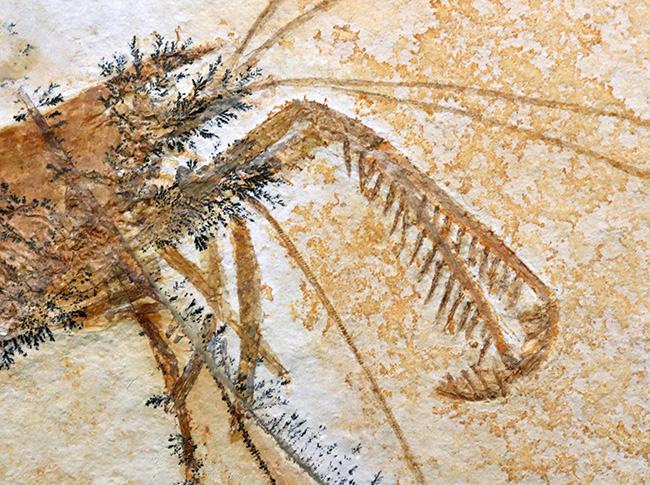 ビッグサイズ＆レア！約1億5500万年前の地層から発見された
