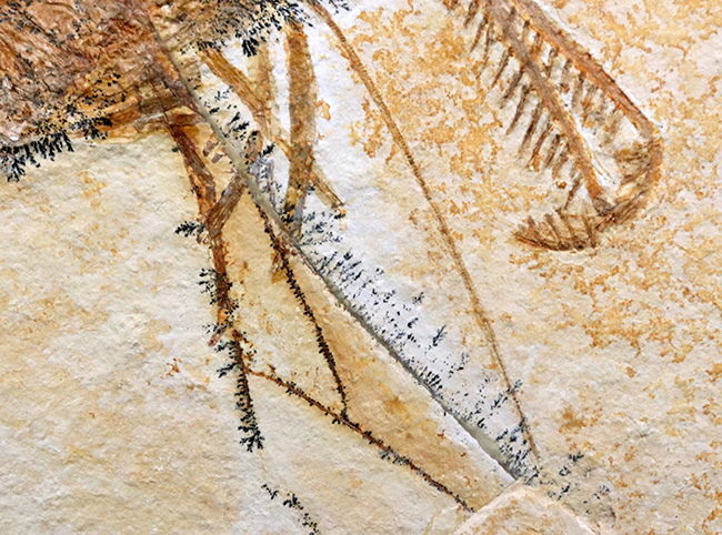 ビッグサイズ&レア!約1億5500万年前の地層から発見された、世界的な化石の名産地、ドイツ・ゾルンホーフェン産のエビ、エーガー・ティプラリウス(Aeger tipularius)の高品位化石(その7)