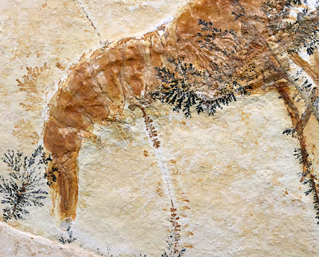 ビッグサイズ&レア!約1億5500万年前の地層から発見された、世界的な化石の名産地、ドイツ・ゾルンホーフェン産のエビ、エーガー・ティプラリウス(Aeger tipularius)の高品位化石(その8)