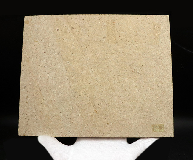 ビッグサイズ&レア!約1億5500万年前の地層から発見された、世界的な化石の名産地、ドイツ・ゾルンホーフェン産のエビ、エーガー・ティプラリウス(Aeger tipularius)の高品位化石(その9)