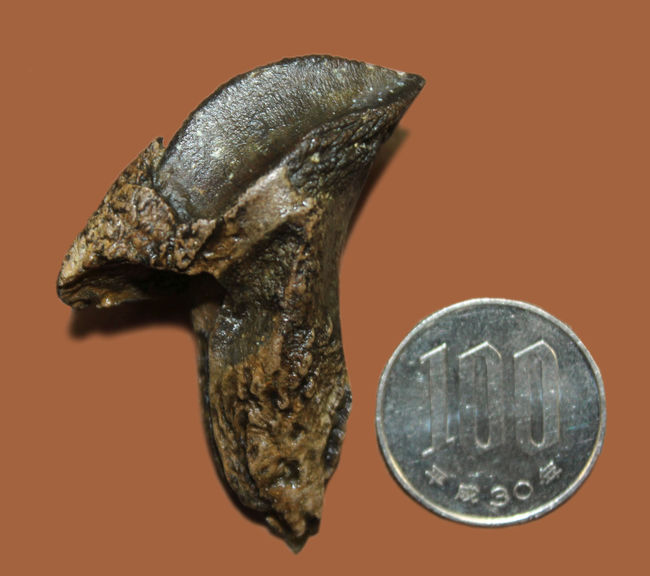 化石セブン史上最高のトリケラトプスの歯化石。歯冠、歯根ともに非の打ち所がない完全無欠の標本。（その10）