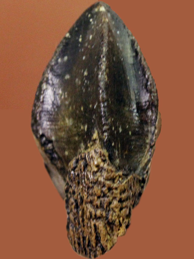 化石セブン史上最高のトリケラトプスの歯化石。歯冠、歯根ともに非の打ち所がない完全無欠の標本。(その2)