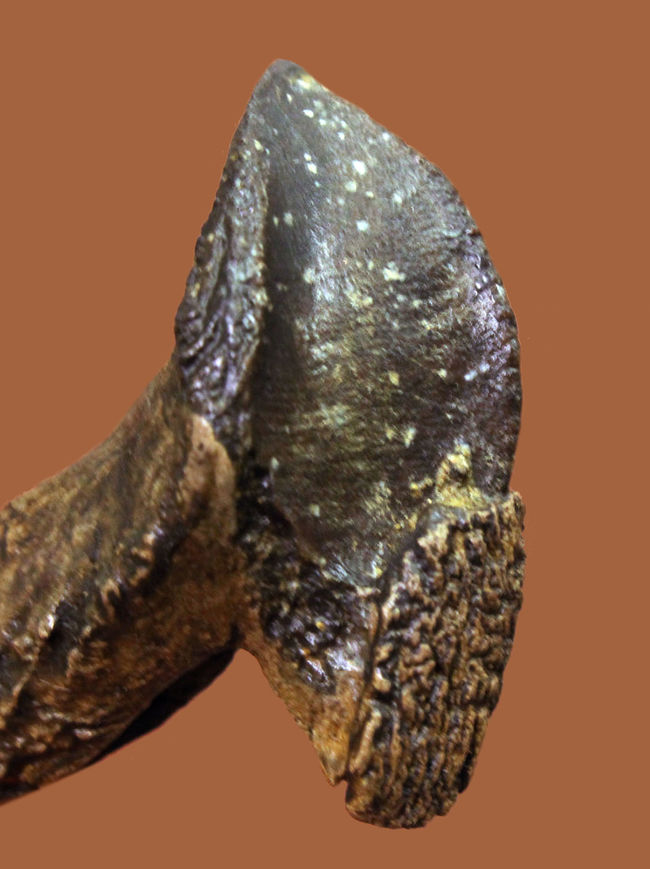化石セブン史上最高のトリケラトプスの歯化石。歯冠、歯根ともに 