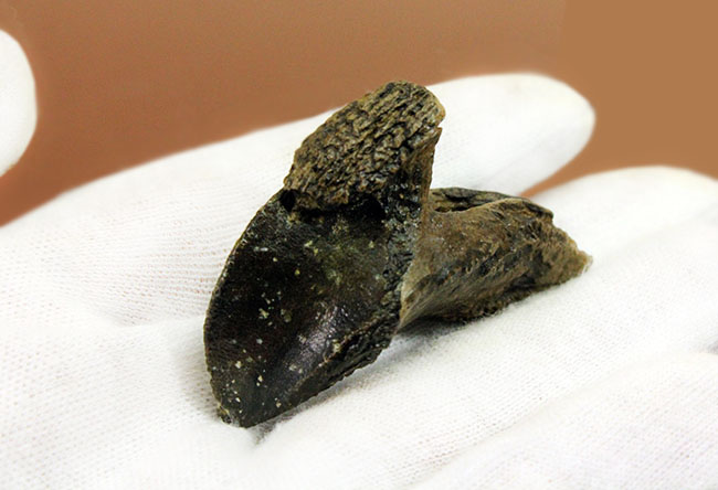 化石セブン史上最高のトリケラトプスの歯化石。歯冠、歯根ともに非の打ち所がない完全無欠の標本。(その5)