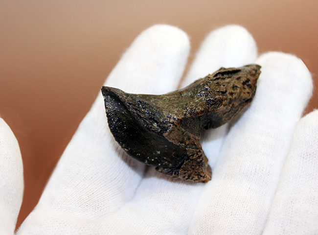 化石セブン史上最高のトリケラトプスの歯化石。歯冠、歯根ともに非の打ち所がない完全無欠の標本。(その6)