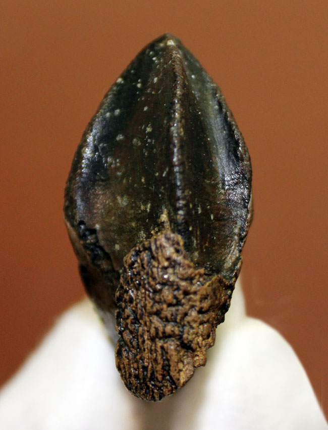 化石セブン史上最高のトリケラトプスの歯化石。歯冠、歯根ともに非の打ち所がない完全無欠の標本。(その7)