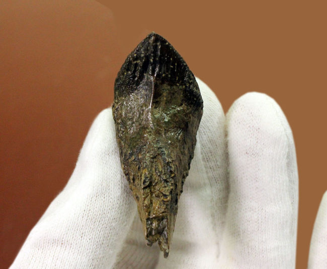化石セブン史上最高のトリケラトプスの歯化石。歯冠、歯根ともに 