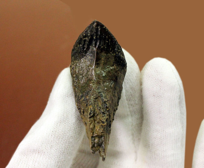 化石セブン史上最高のトリケラトプスの歯化石。歯冠、歯根ともに非の打ち所がない完全無欠の標本。(その8)