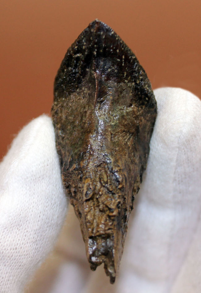 化石セブン史上最高のトリケラトプスの歯化石。歯冠、歯根ともに非の打ち所がない完全無欠の標本。(その9)