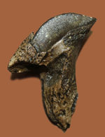 化石セブン史上最高のトリケラトプスの歯化石。歯冠、歯根ともに非の打ち所がない完全無欠の標本。