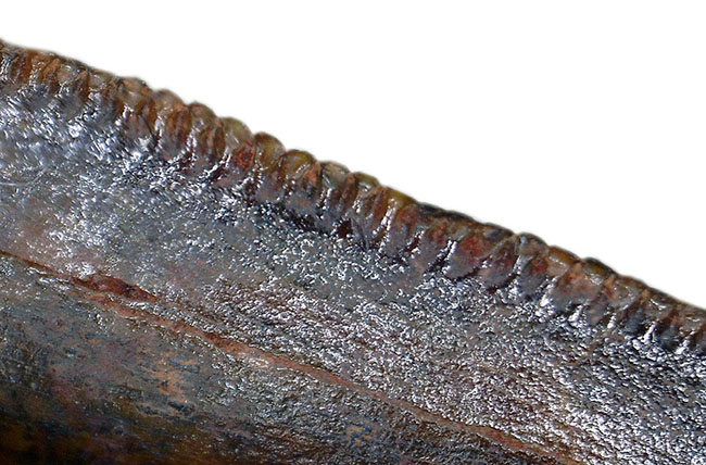 グレートコンディション！アベリサウルス科の歯化石（その13）