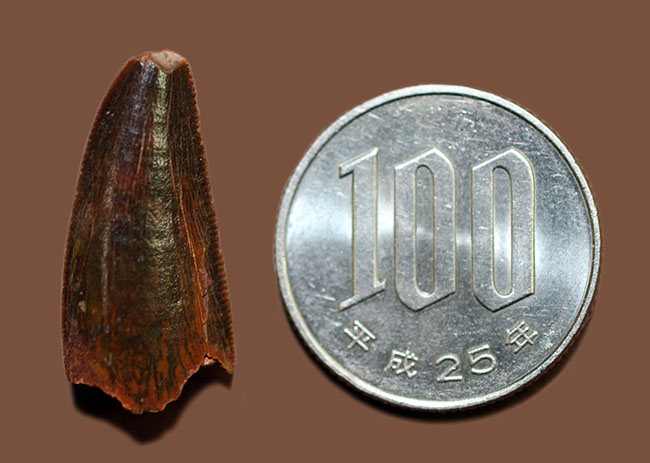 グレートコンディション!アベリサウルス科の歯化石(その14)