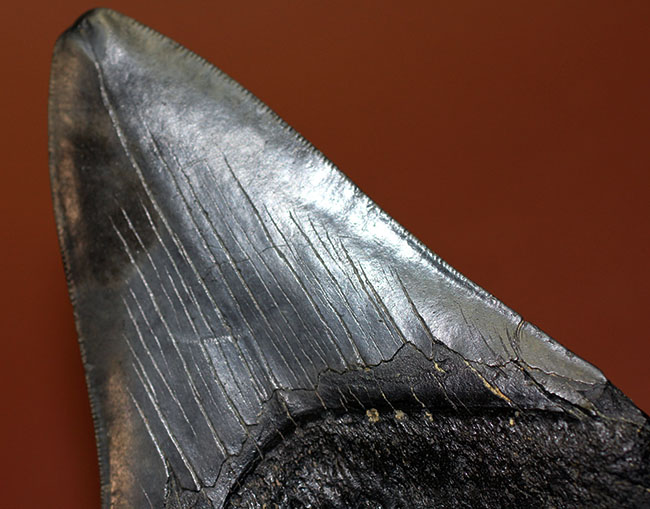 保存状態、サイズ、左右対称性、いずれも高いレベル！ハイクラスのメガロドンの歯化石（Carcharocles megalodon）（その1）