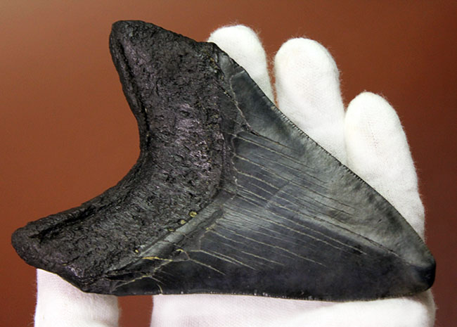 保存状態、サイズ、左右対称性、いずれも高いレベル！ハイクラスのメガロドンの歯化石（Carcharocles megalodon）（その12）