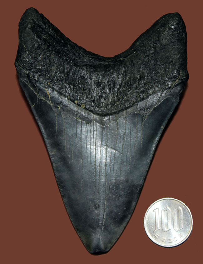 保存状態、サイズ、左右対称性、いずれも高いレベル！ハイクラスのメガロドンの歯化石（Carcharocles megalodon）（その14）