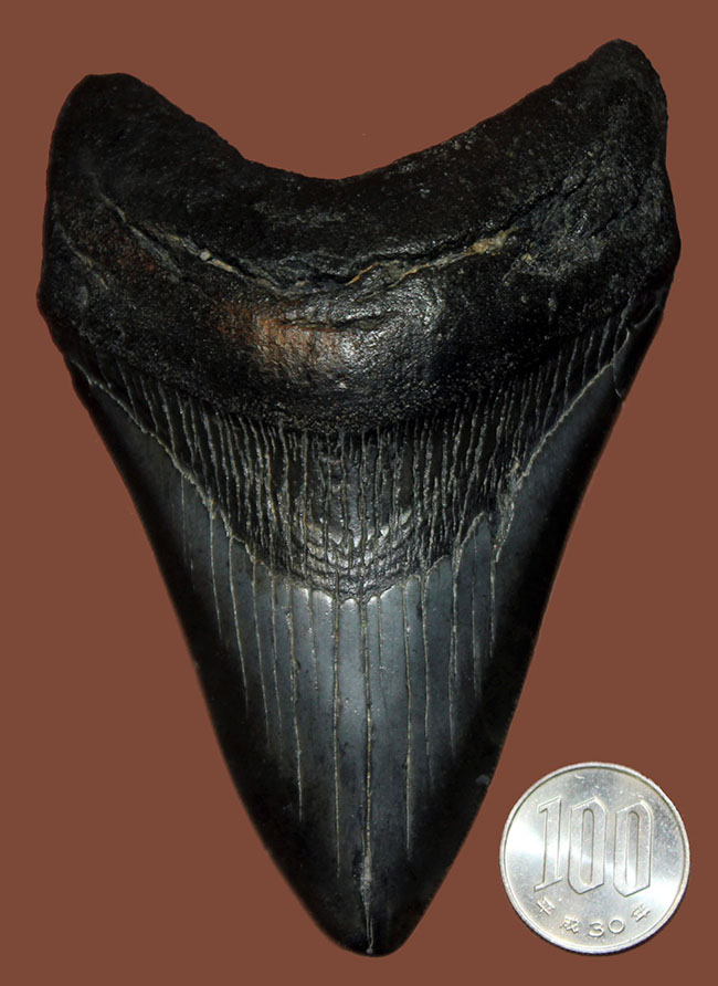 保存状態、サイズ、左右対称性、いずれも高いレベル！ハイクラスのメガロドンの歯化石（Carcharocles megalodon）（その15）