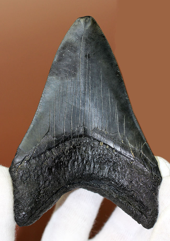 保存状態、サイズ、左右対称性、いずれも高いレベル！ハイクラスのメガロドンの歯化石（Carcharocles megalodon）（その2）