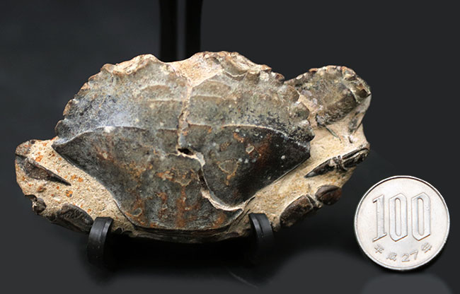 某大学の研究室からの放出品。８センチ級、大きい！国産マニアックシリーズ、研究機関で保管されていた千葉県館山市産のカニ化石（その13）