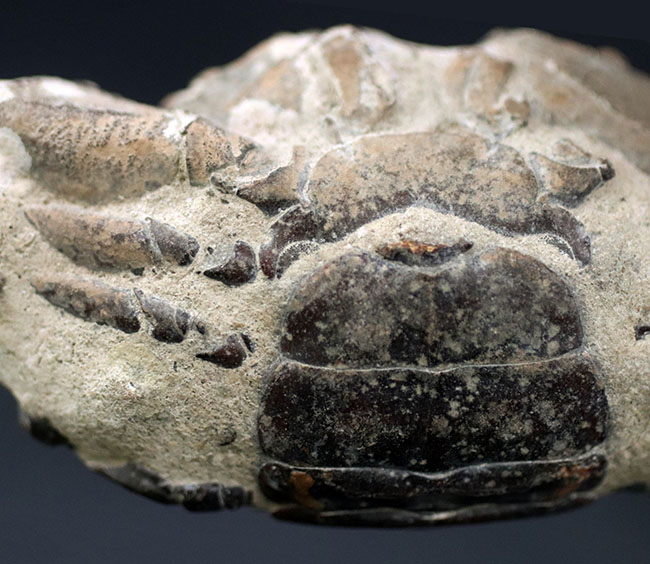 某大学の研究室からの放出品。８センチ級、大きい！国産マニアックシリーズ、研究機関で保管されていた千葉県館山市産のカニ化石（その3）