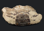 某大学の研究室からの放出品。８センチ級、大きい！国産マニアックシリーズ、研究機関で保管されていた千葉県館山市産のカニ化石