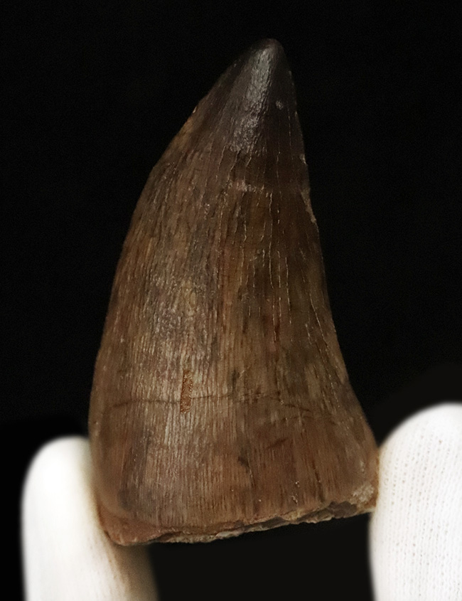 周長103ミリという“トンデモナイ厚み”！ さらに、抜群の保存状態を誇る、まさに一期一会の逸品……モササウルス（Mosasaurus）の歯化石。最強のモササウルス類、プログナソドンの可能性大！（その2）