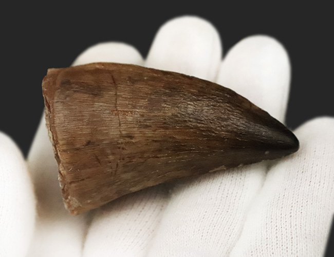 周長103ミリという“トンデモナイ厚み”！ さらに、抜群の保存状態を誇る、まさに一期一会の逸品……モササウルス（Mosasaurus）の歯化石。最強のモササウルス類、プログナソドンの可能性大！（その4）