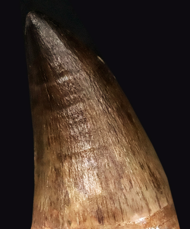 周長103ミリという“トンデモナイ厚み”！ さらに、抜群の保存状態を誇る、まさに一期一会の逸品……モササウルス（Mosasaurus）の歯化石。最強のモササウルス類、プログナソドンの可能性大！（その6）