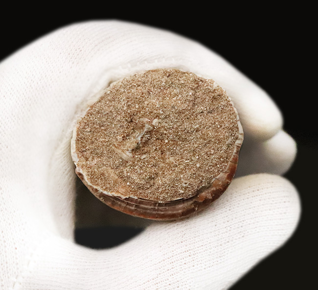 周長103ミリという“トンデモナイ厚み”！ さらに、抜群の保存状態を誇る、まさに一期一会の逸品……モササウルス（Mosasaurus）の歯化石。最強のモササウルス類、プログナソドンの可能性大！（その7）