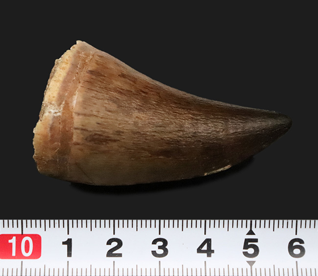 周長103ミリという“トンデモナイ厚み”！ さらに、抜群の保存状態を誇る、まさに一期一会の逸品……モササウルス（Mosasaurus）の歯化石。最強のモササウルス類、プログナソドンの可能性大！（その8）