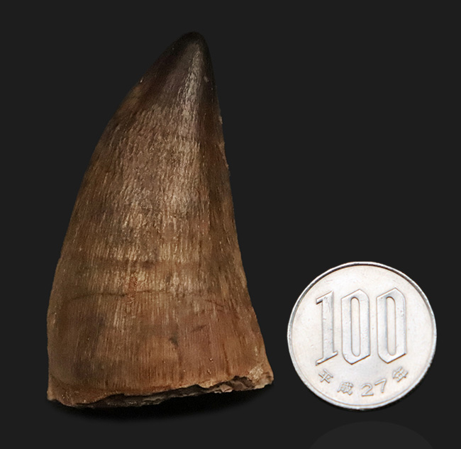 周長103ミリという“トンデモナイ厚み”！ さらに、抜群の保存状態を誇る、まさに一期一会の逸品……モササウルス（Mosasaurus）の歯化石。最強のモササウルス類、プログナソドンの可能性大！（その9）