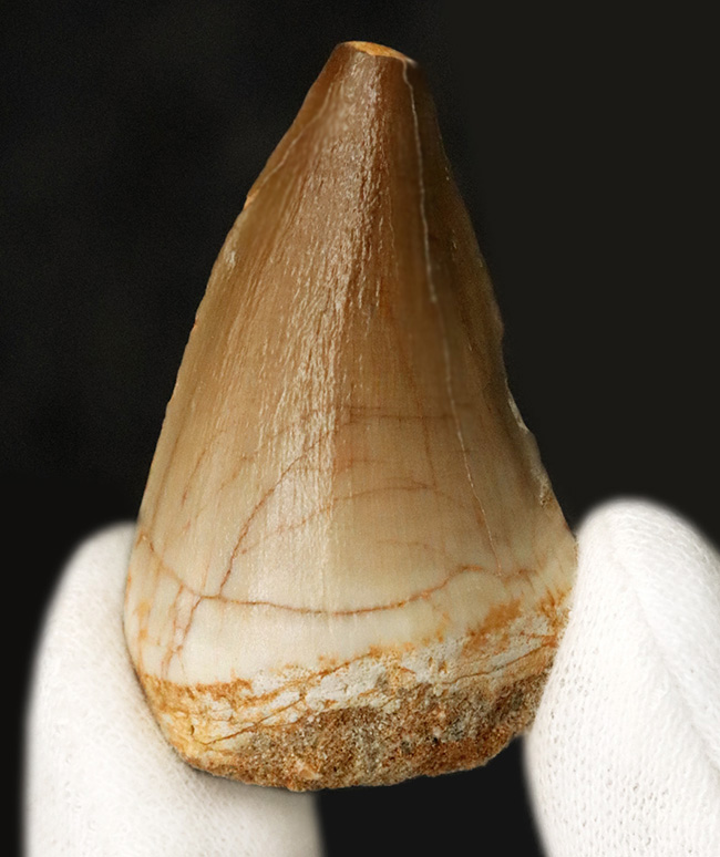 美しい光沢とボリューム感。モササウルス（Mosasaurus）の幅広な歯化石（その1）