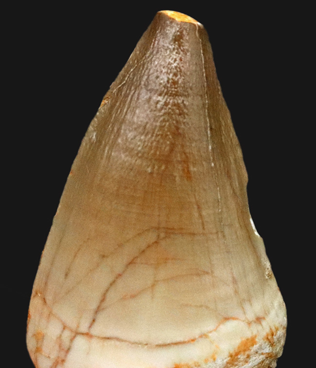 美しい光沢とボリューム感。モササウルス（Mosasaurus）の幅広な歯化石（その2）