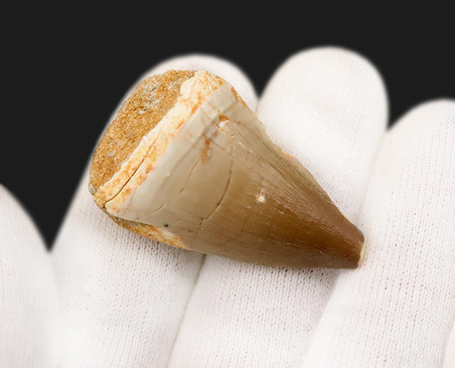 美しい光沢とボリューム感。モササウルス（Mosasaurus）の幅広な歯化石（その3）