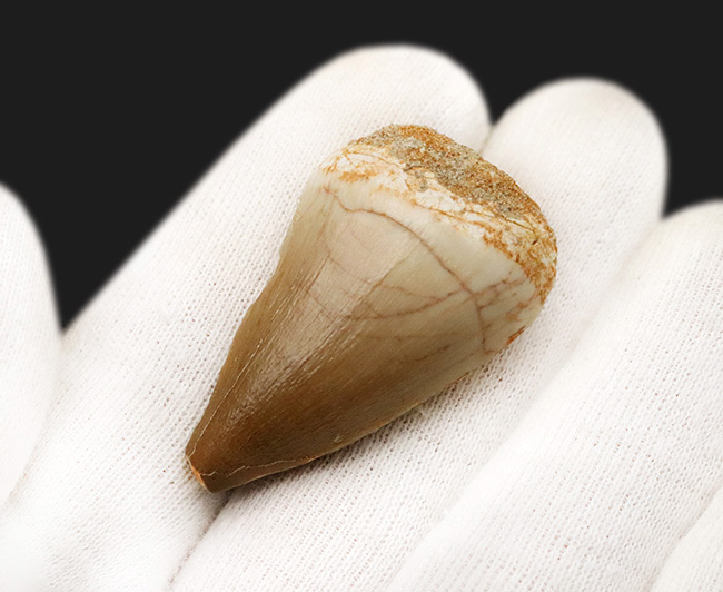 美しい光沢とボリューム感。モササウルス（Mosasaurus）の幅広な歯化石（その4）