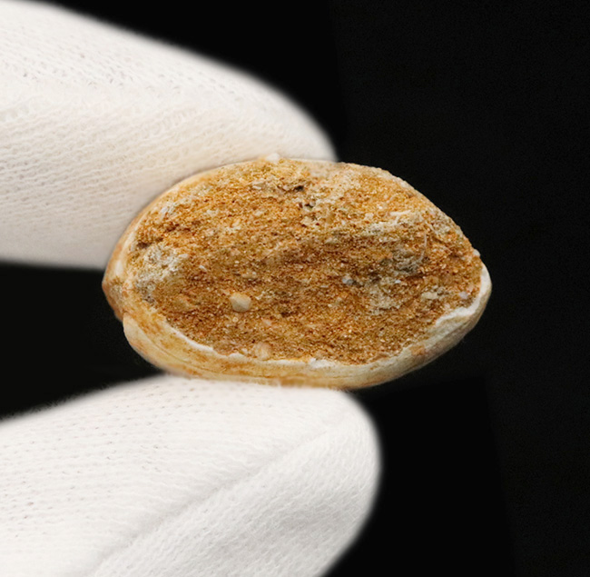 美しい光沢とボリューム感。モササウルス（Mosasaurus）の幅広な歯化石（その5）