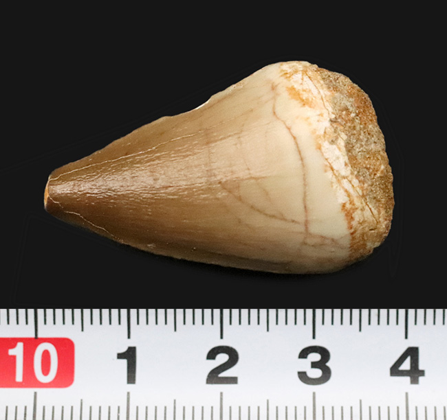 美しい光沢とボリューム感。モササウルス（Mosasaurus）の幅広な歯化石（その6）