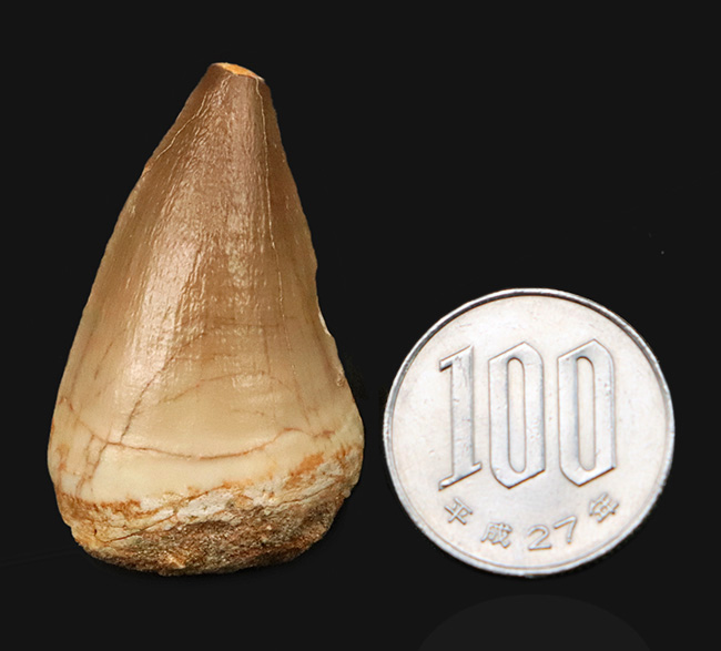 美しい光沢とボリューム感。モササウルス（Mosasaurus）の幅広な歯化石（その7）